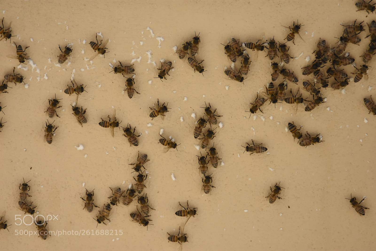 Nikon D7200 sample photo. Bees photography