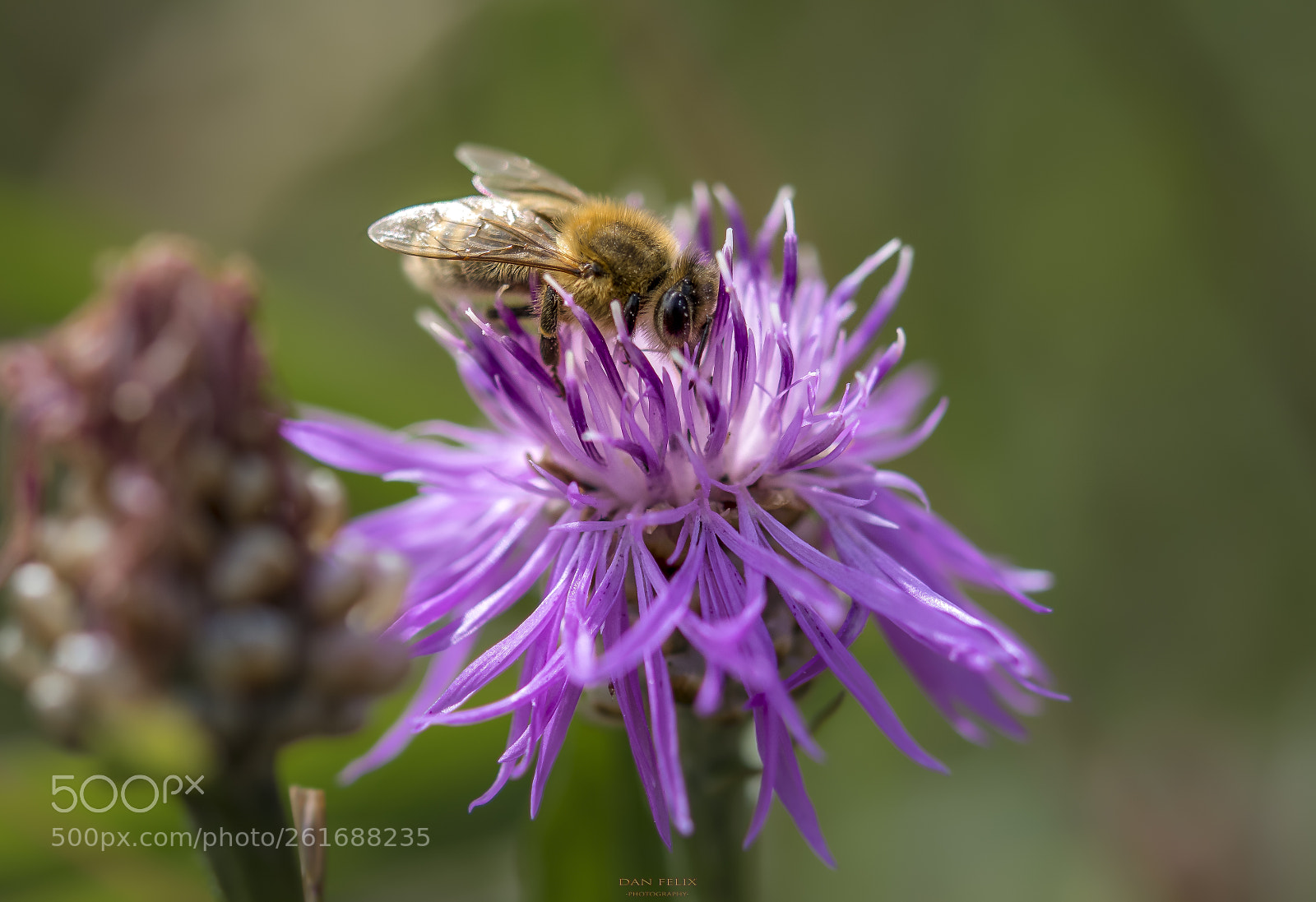 Nikon D850 sample photo. Microcosmos photography