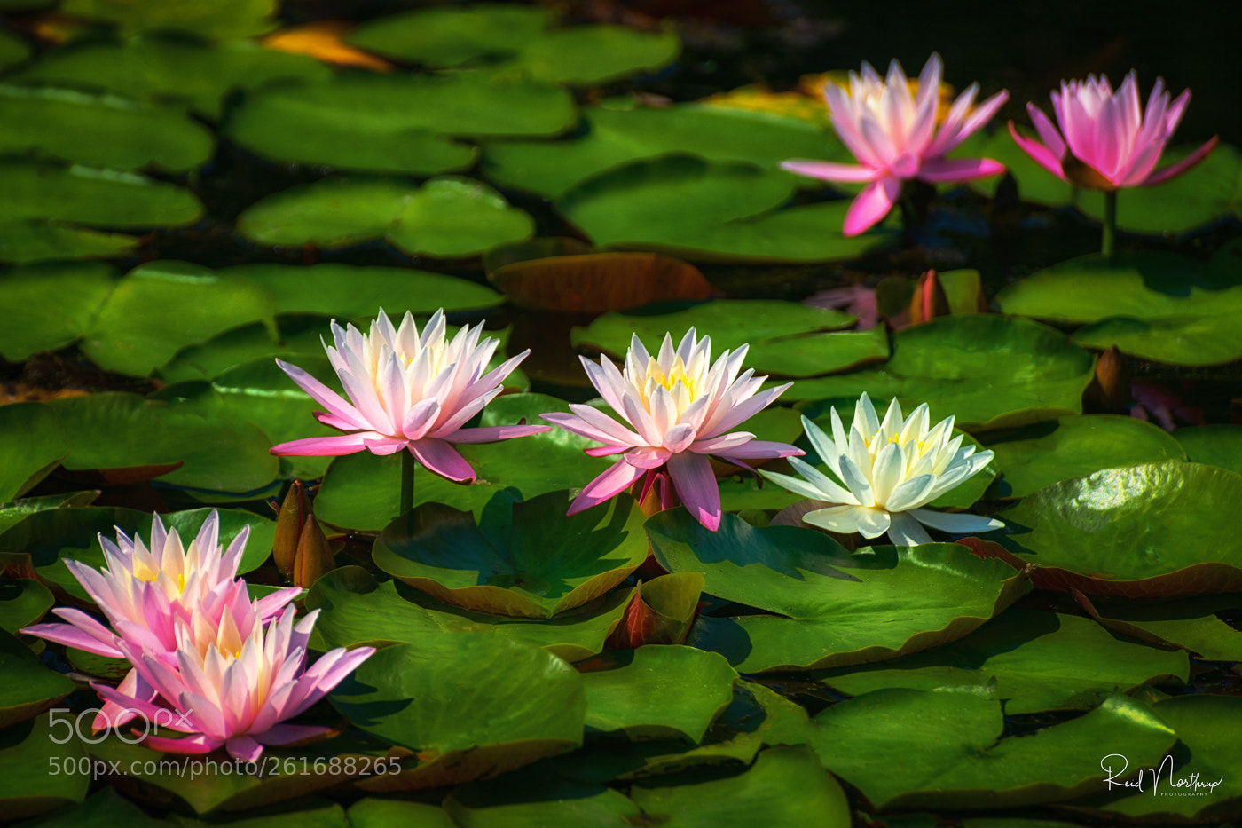 Nikon D850 sample photo. Flowering lily pads photography
