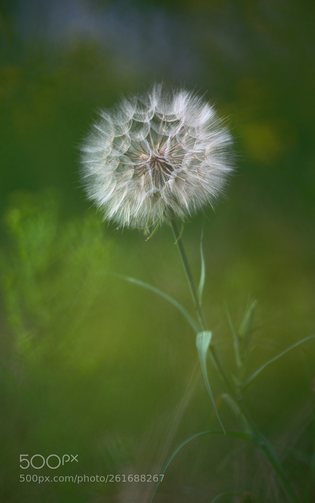Nikon D5100 sample photo. Blowball photography