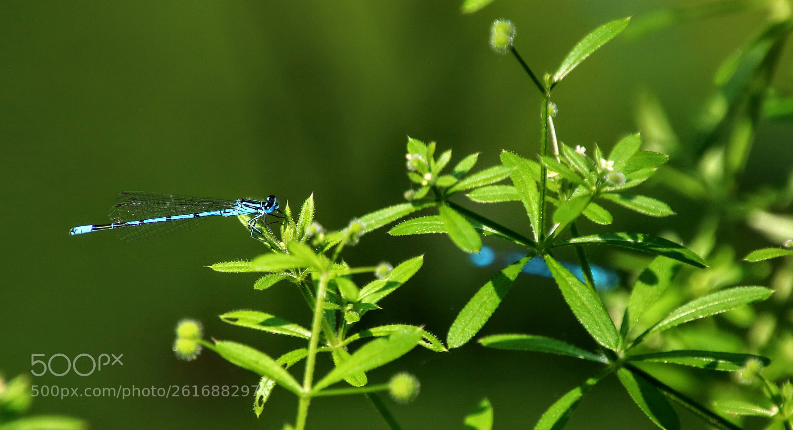 Canon EOS 760D (EOS Rebel T6s / EOS 8000D) sample photo. Delicate dragonfly photography