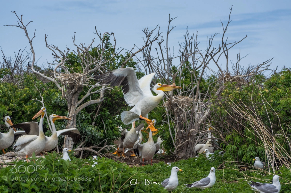 Pentax K-3 II sample photo. Pelicans everywhere photography