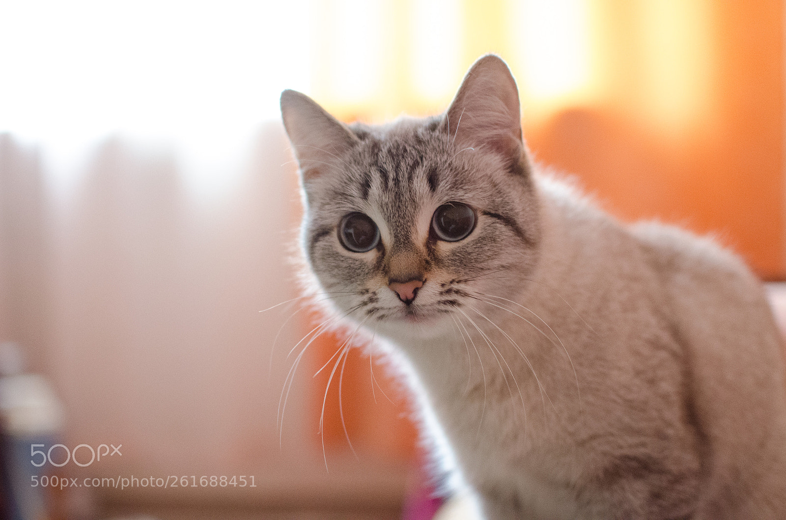Nikon D5100 sample photo. Kelly cat photography