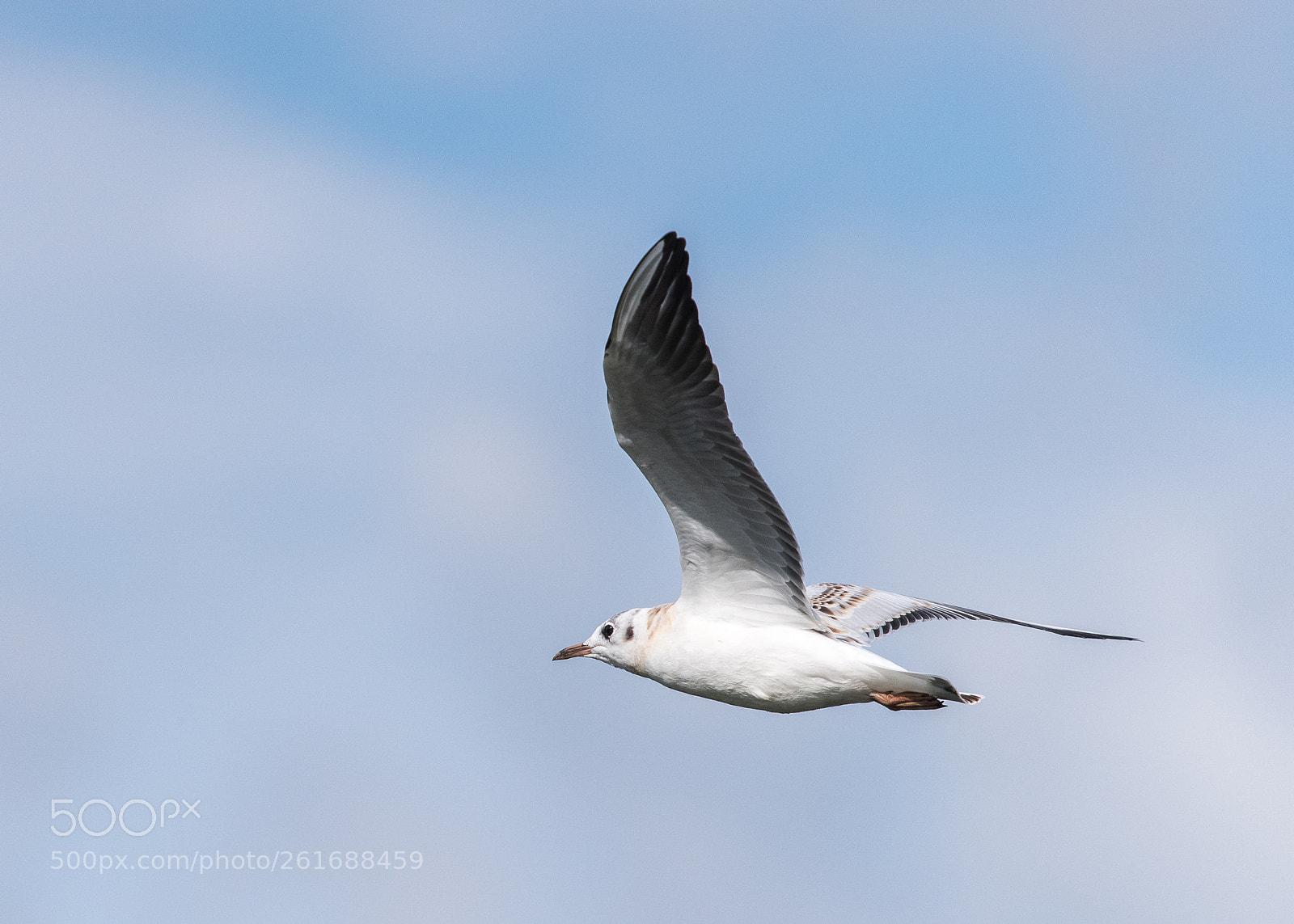 Nikon D810 sample photo. A seagull swoops past photography