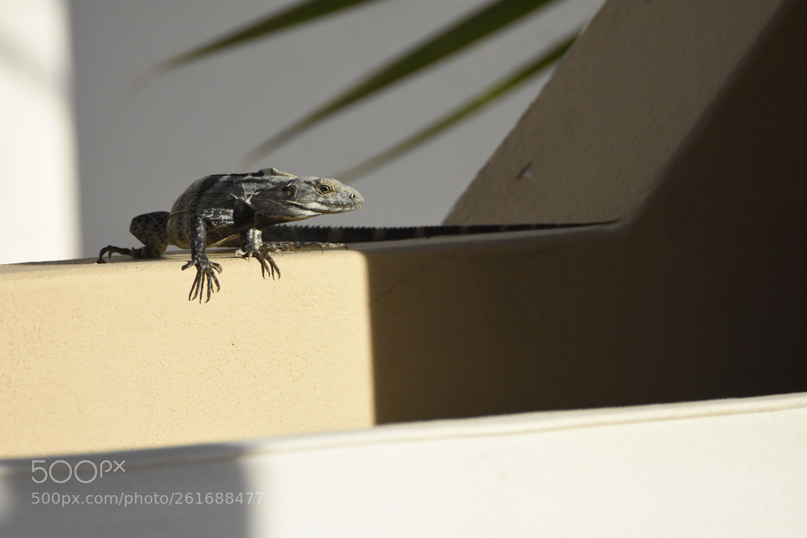 Nikon D7200 sample photo. Lizard photography