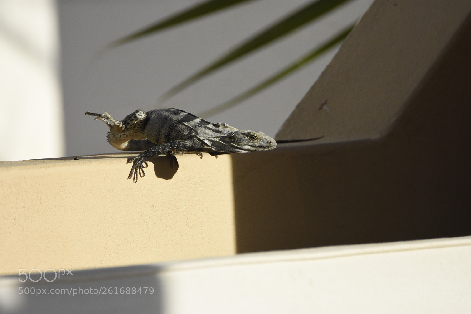 Nikon D7200 sample photo. Lizard photography