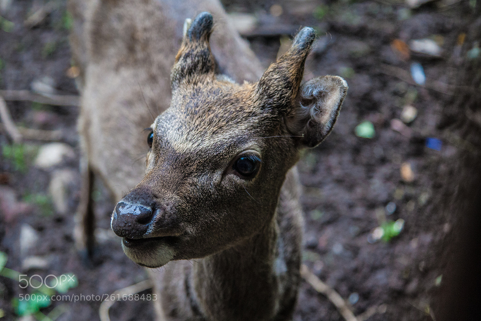 Canon EOS 5D Mark II sample photo. A friendly fawn photography