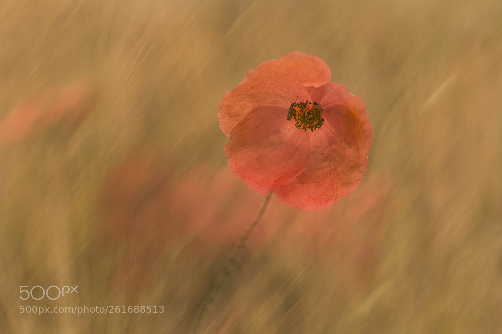 Canon EOS 7D Mark II sample photo. Poppy photography