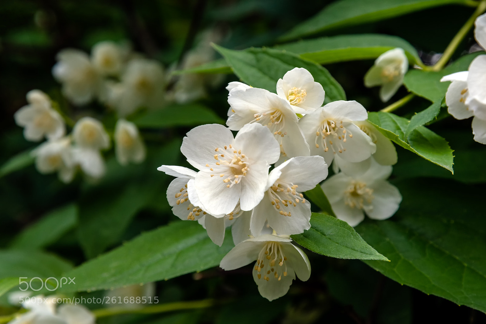 Nikon D5500 sample photo. 8106 photography