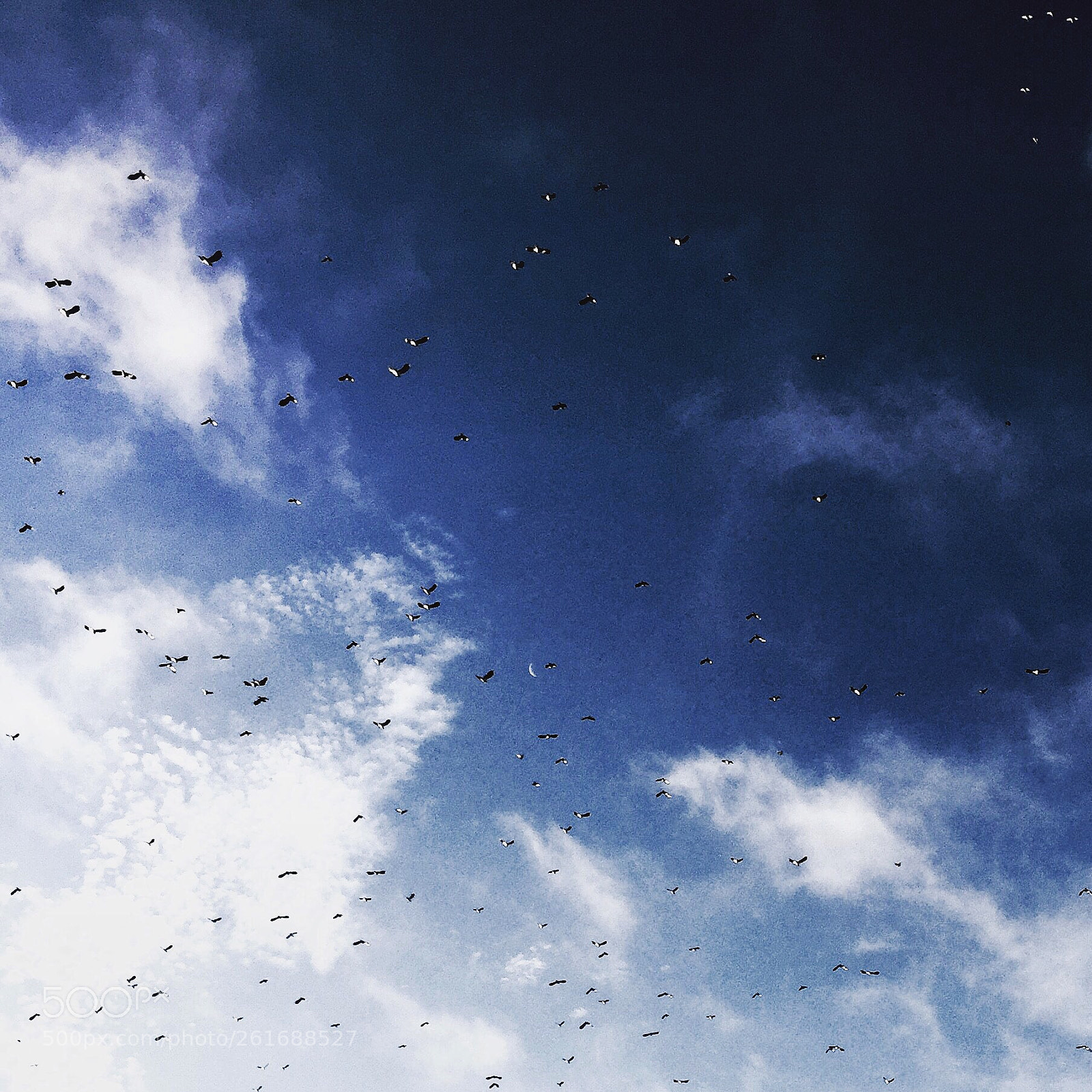 Apple iPhone 6 Plus sample photo. Birds photography