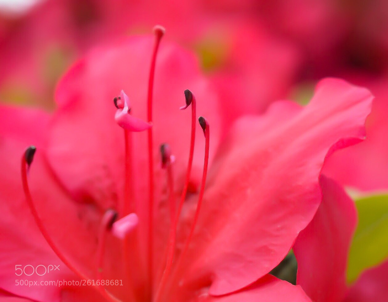 Nikon D5300 sample photo. Red suits you so photography