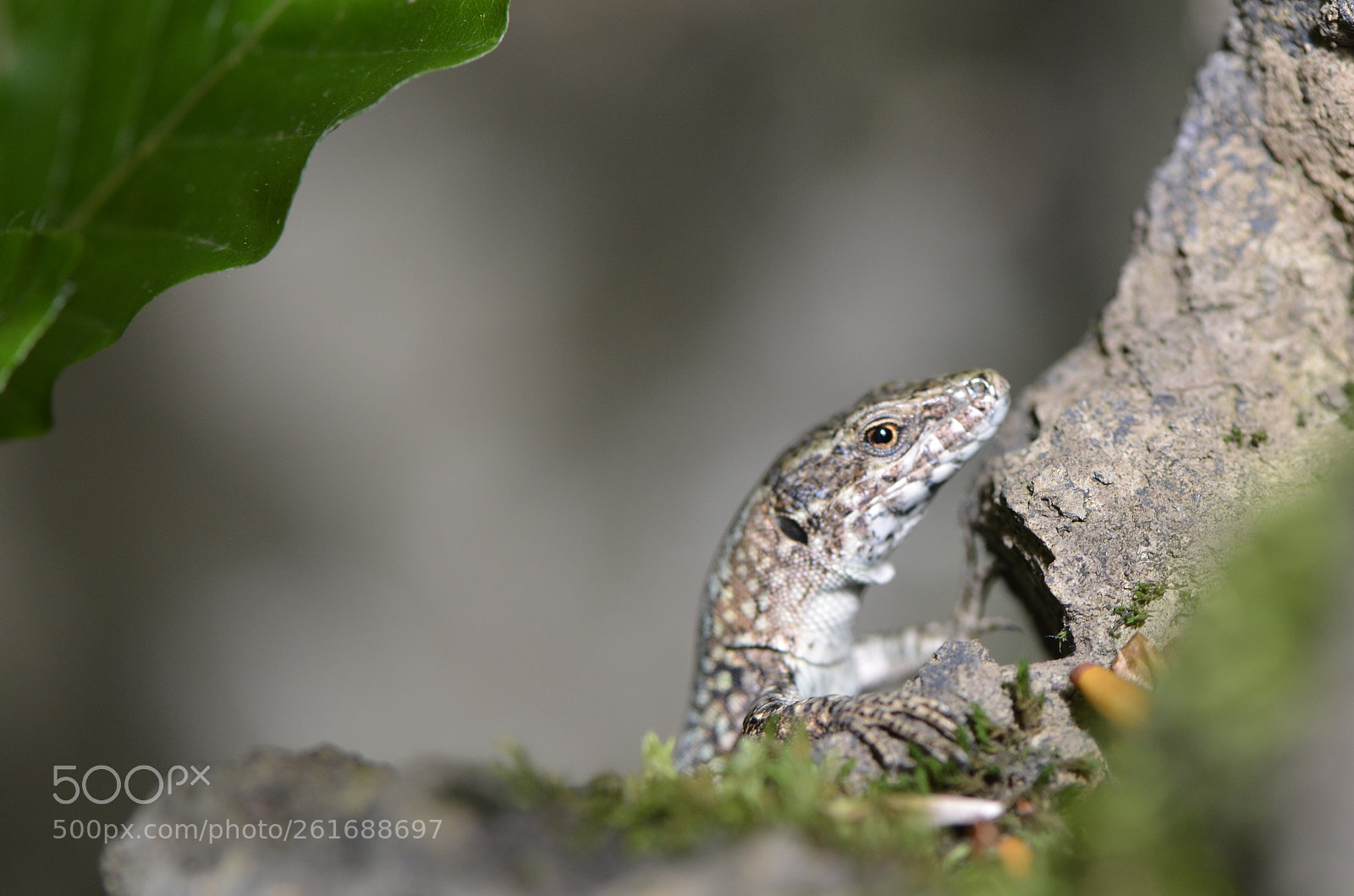 Nikon AF-S Micro-Nikkor 105mm F2.8G IF-ED VR sample photo. Lizard photography