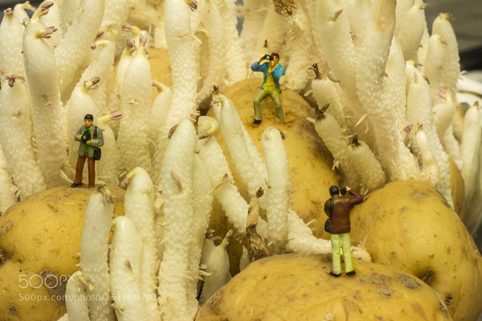 Canon EOS 70D sample photo. Potatoes worth photographing photography