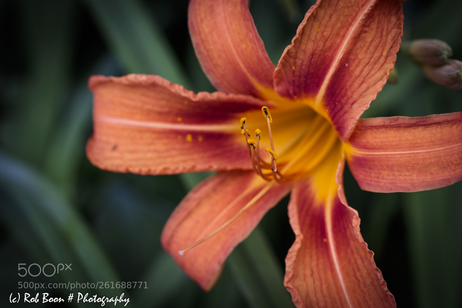 Canon EOS 5DS sample photo. Lily 2 photography