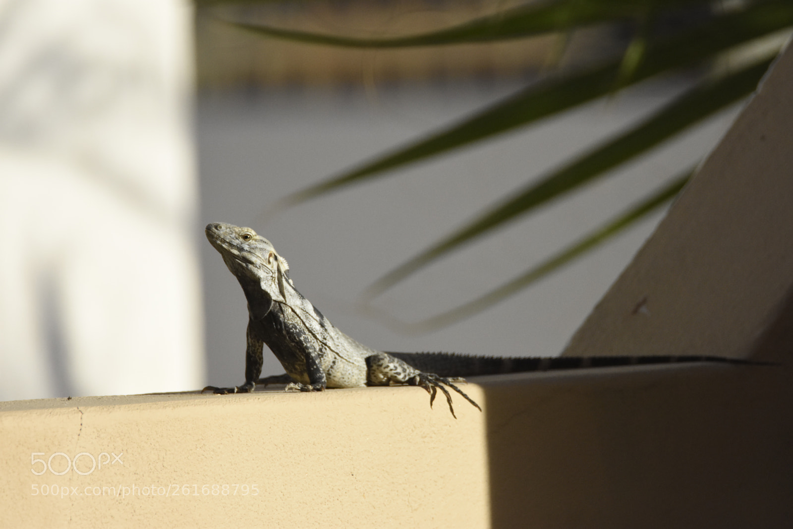Nikon D7200 sample photo. Lizard photography