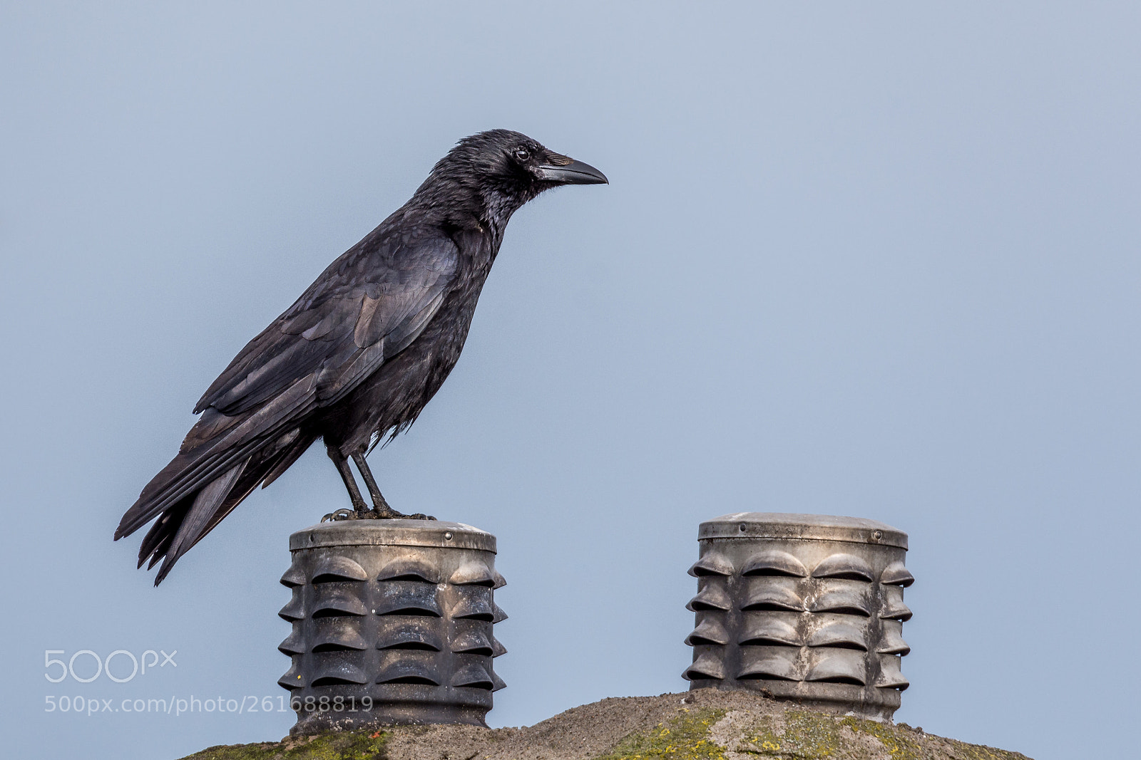 Nikon D7200 sample photo. Crow photography