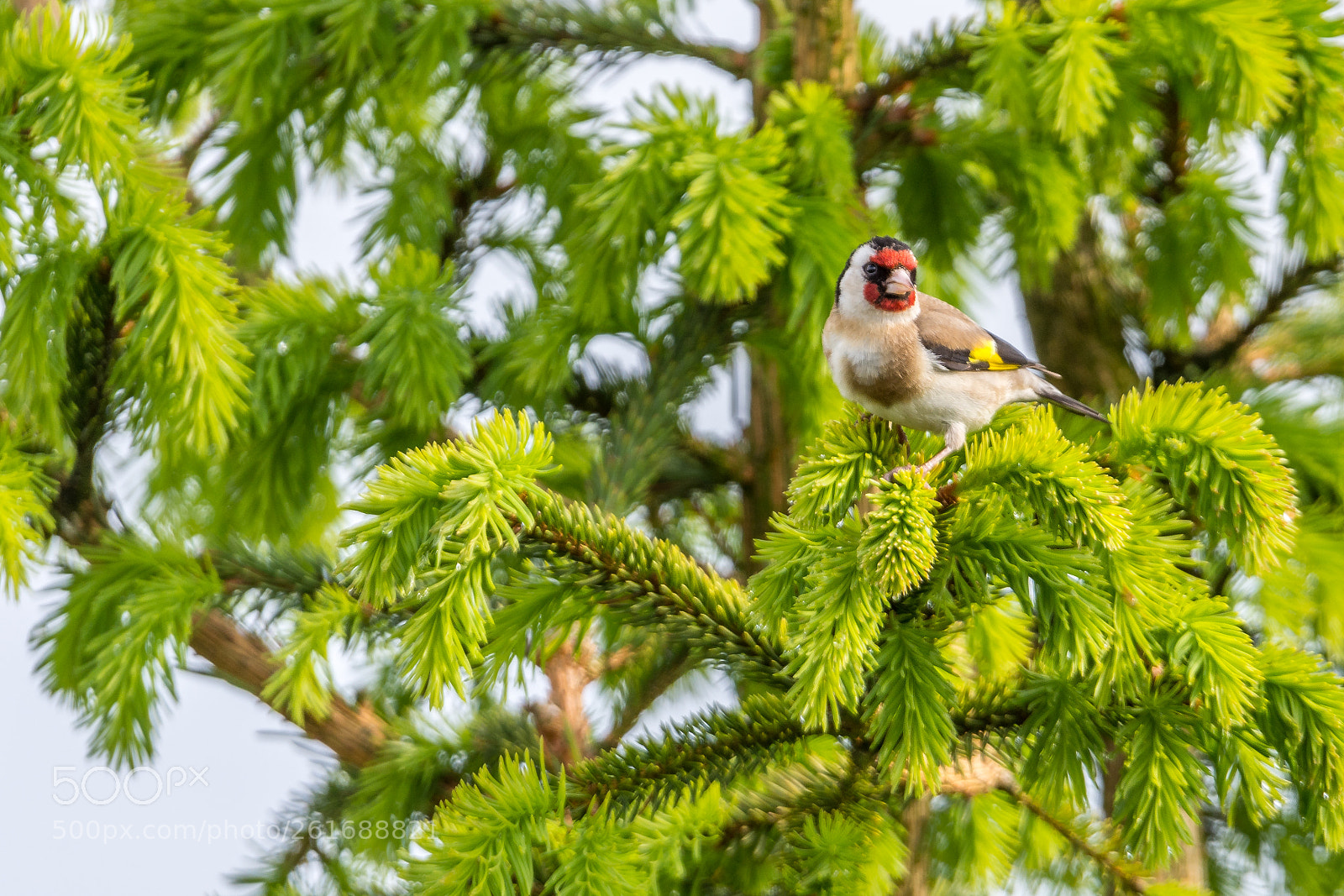 Nikon D7200 sample photo. Goldfinch photography