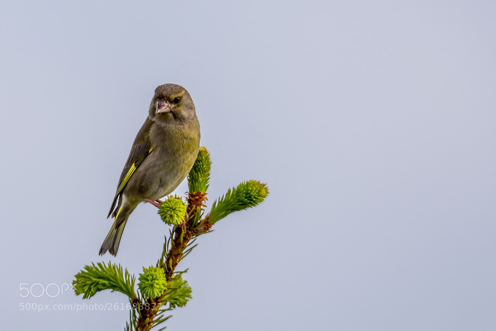 Nikon D7200 sample photo. Greenfinch photography