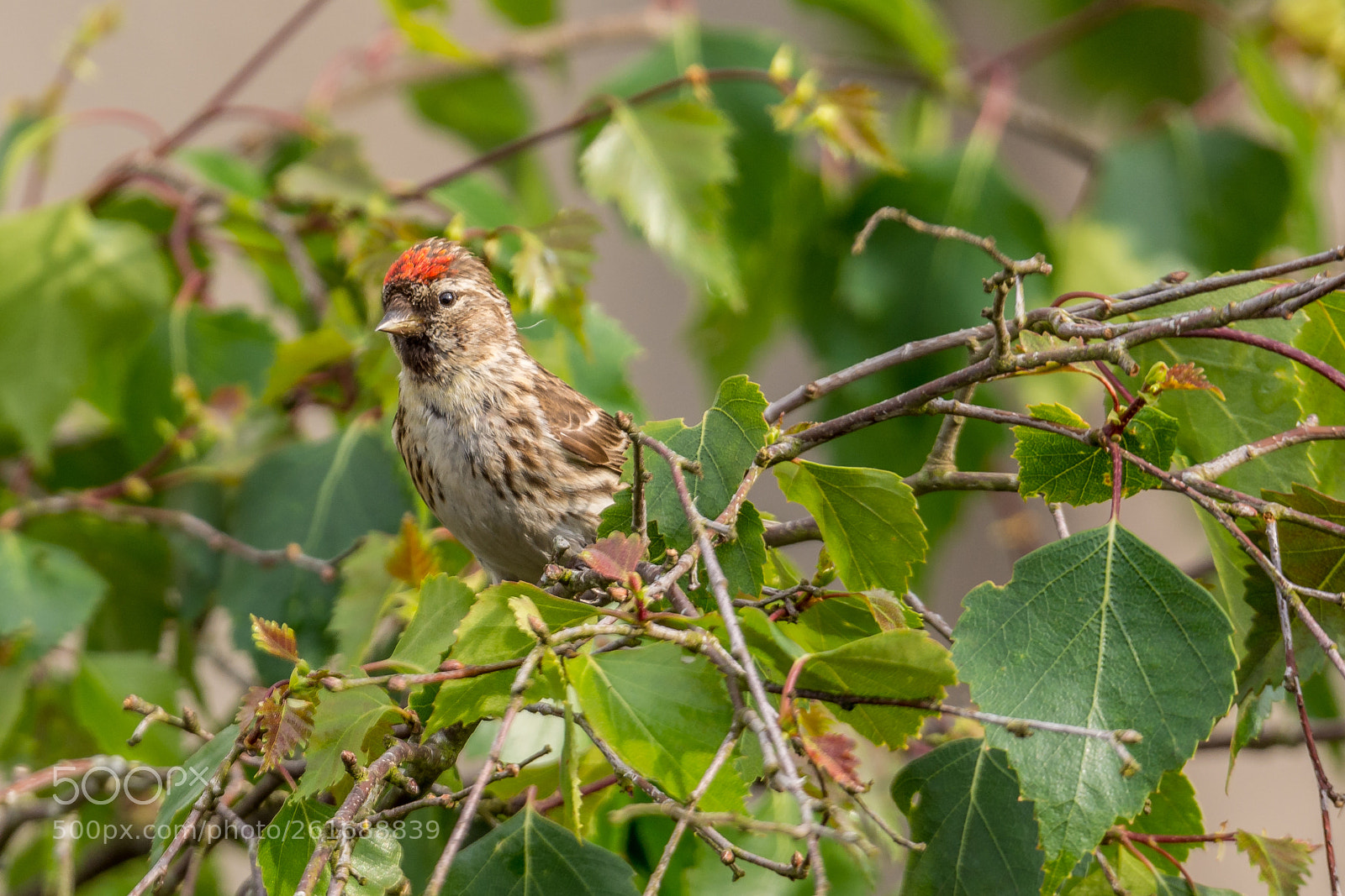 Nikon D7200 sample photo. Redpoll photography