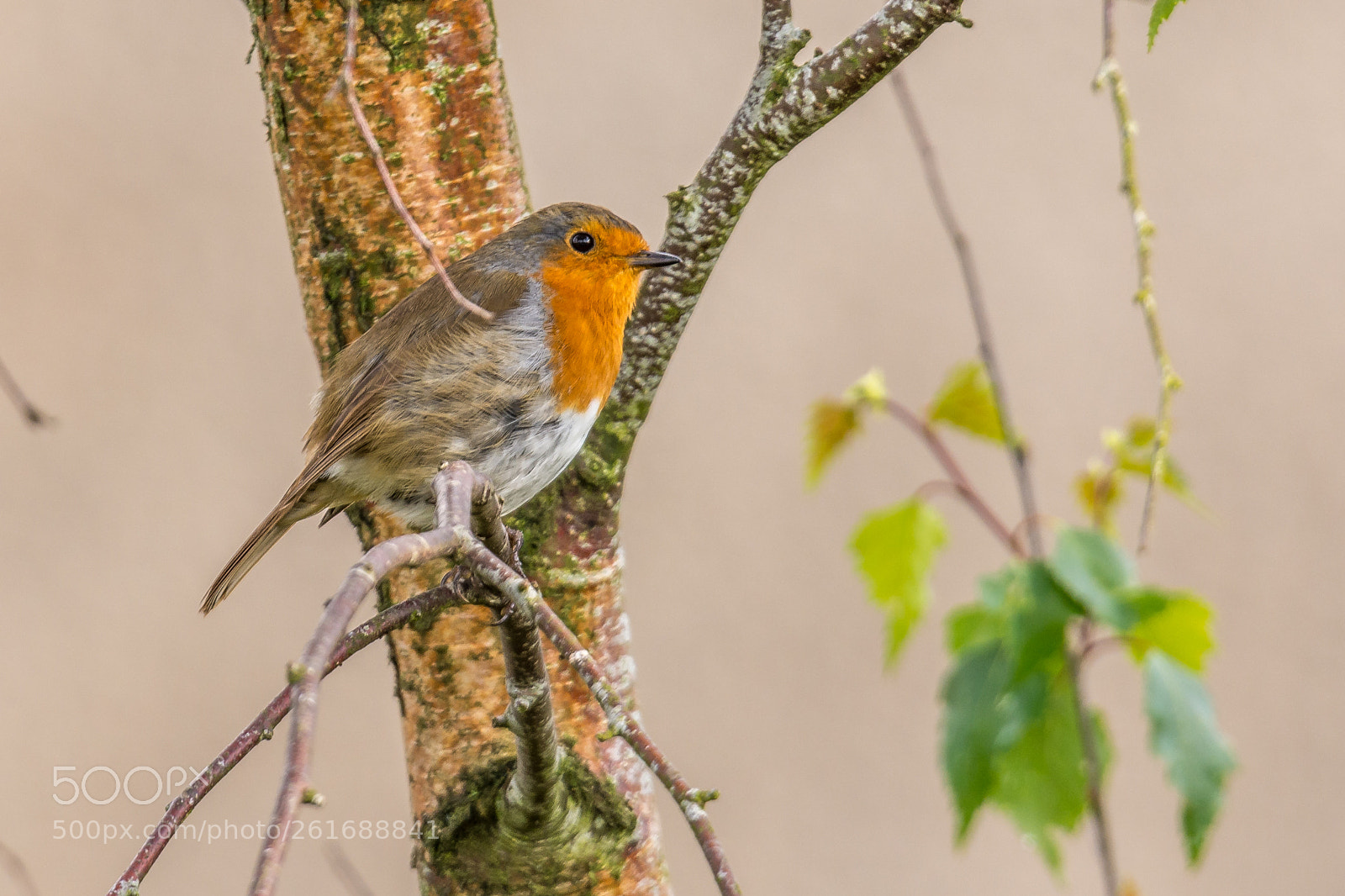 Nikon D7200 sample photo. Robin photography