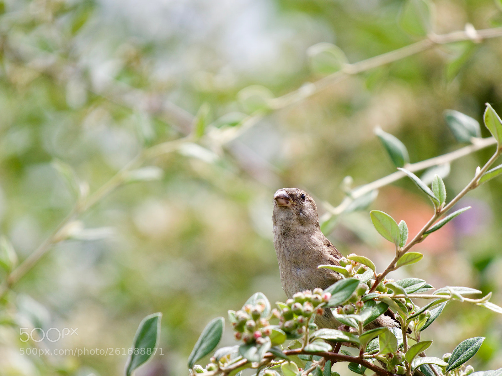 Panasonic Lumix DC-GH5 sample photo. Oiseau photography