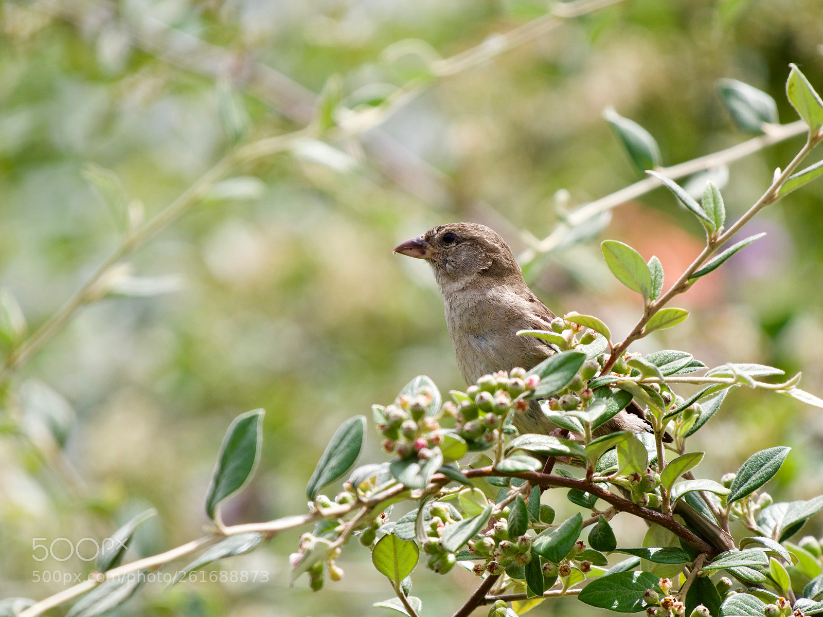 Panasonic Lumix DC-GH5 sample photo. Oiseau photography