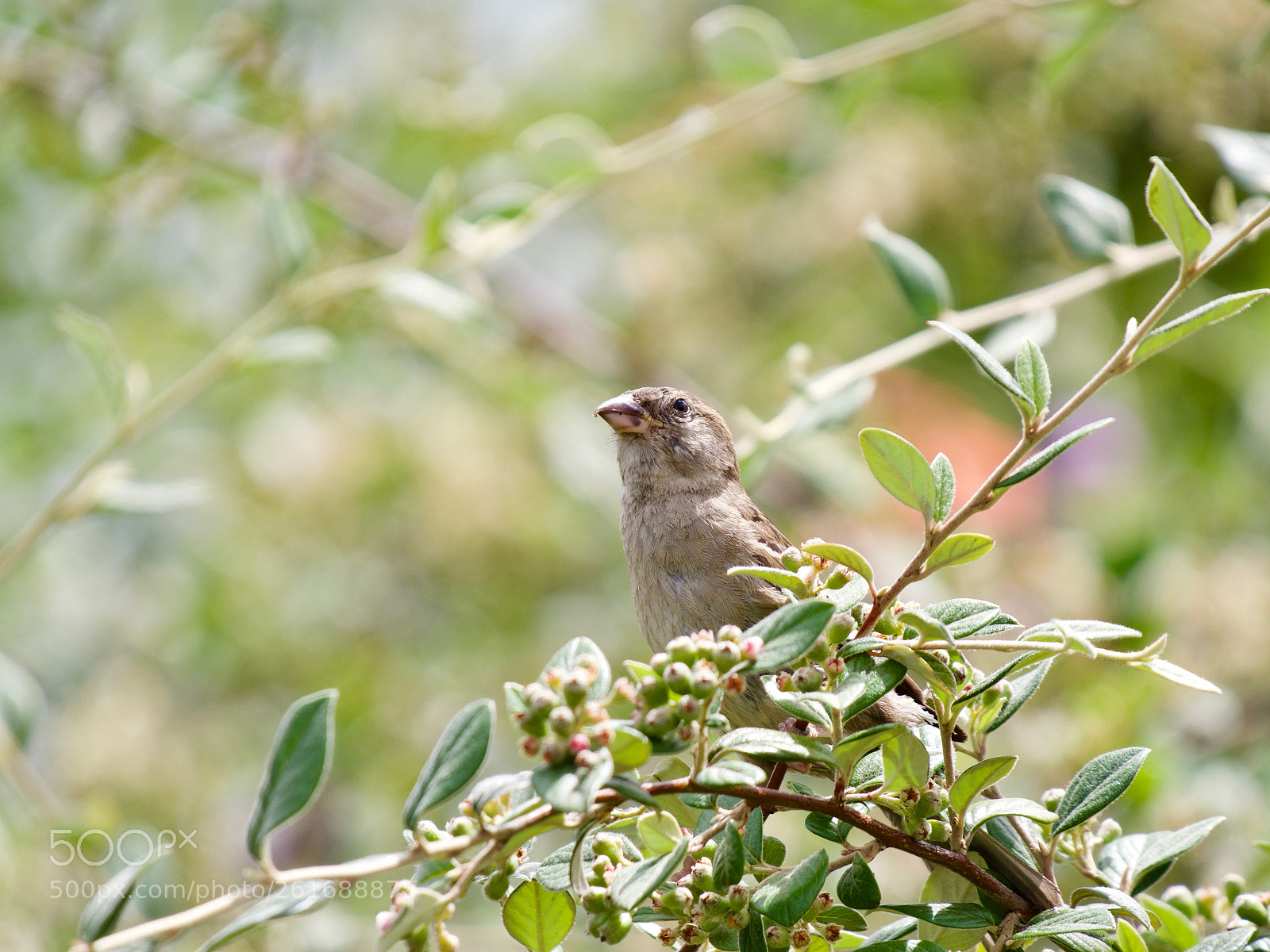 Panasonic Lumix DC-GH5 sample photo. Oiseau photography