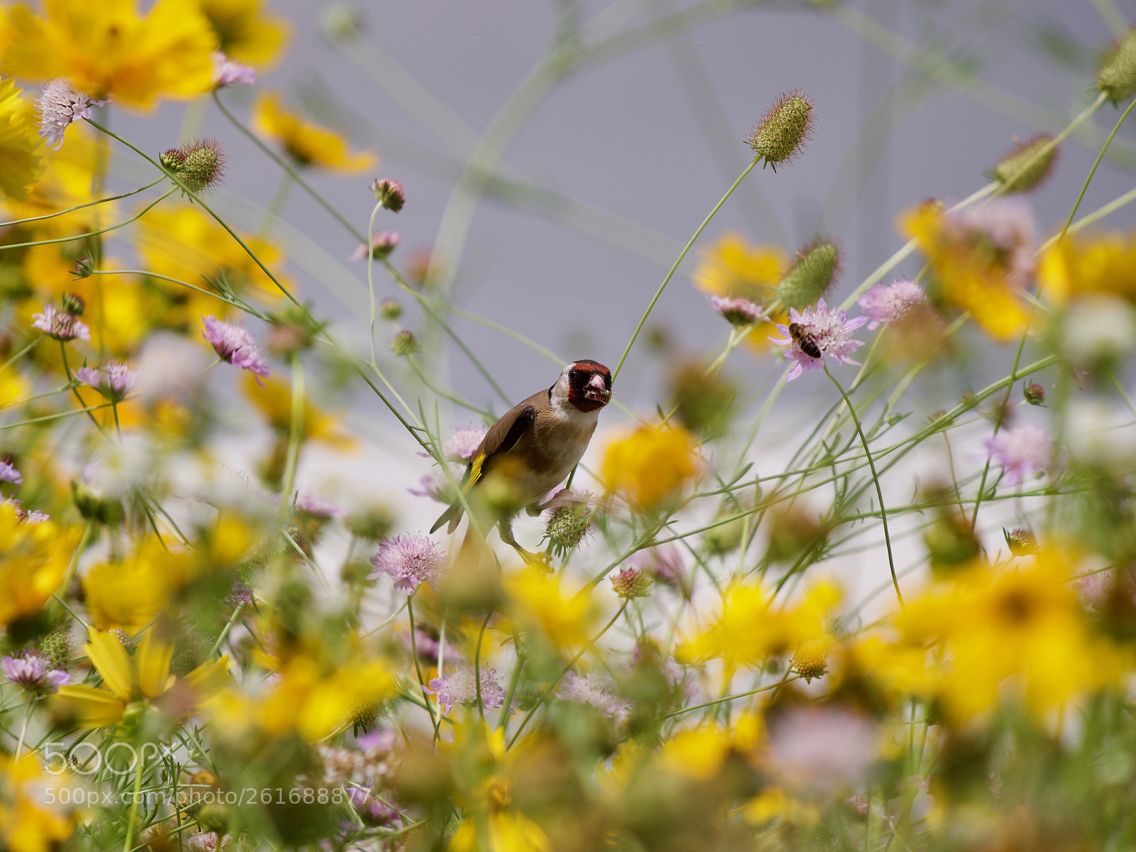 Panasonic Lumix DC-GH5 sample photo. Oiseau photography