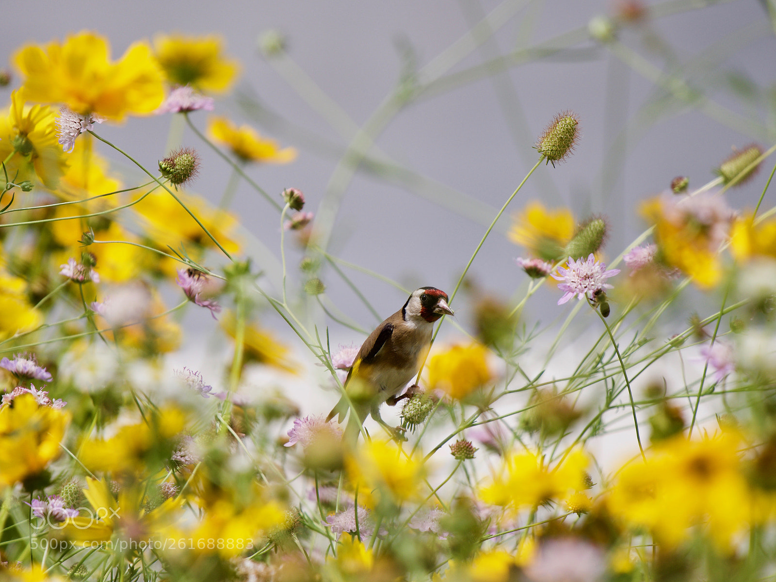 Panasonic Lumix DC-GH5 sample photo. Oiseau photography