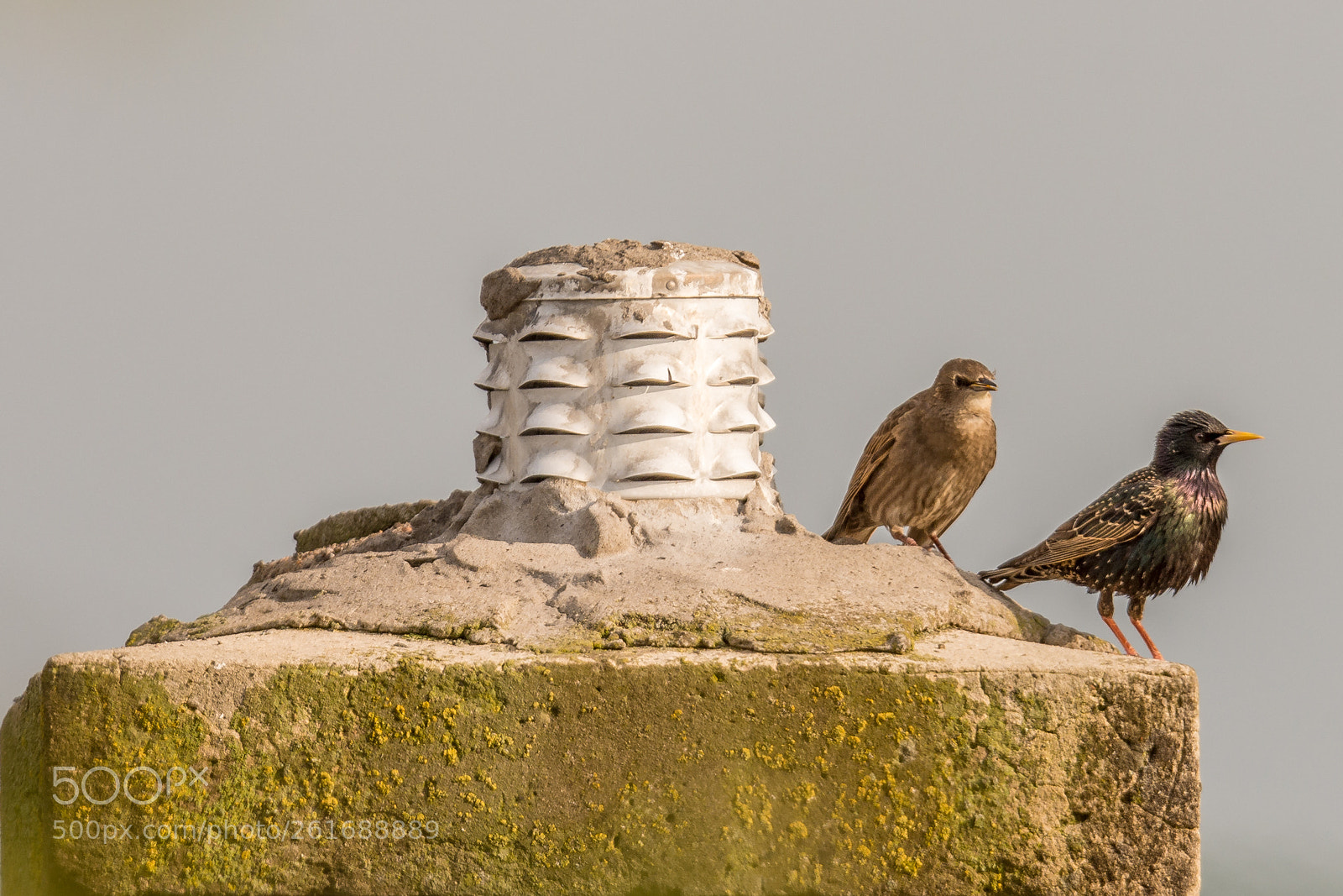 Nikon D7200 sample photo. Starlings photography