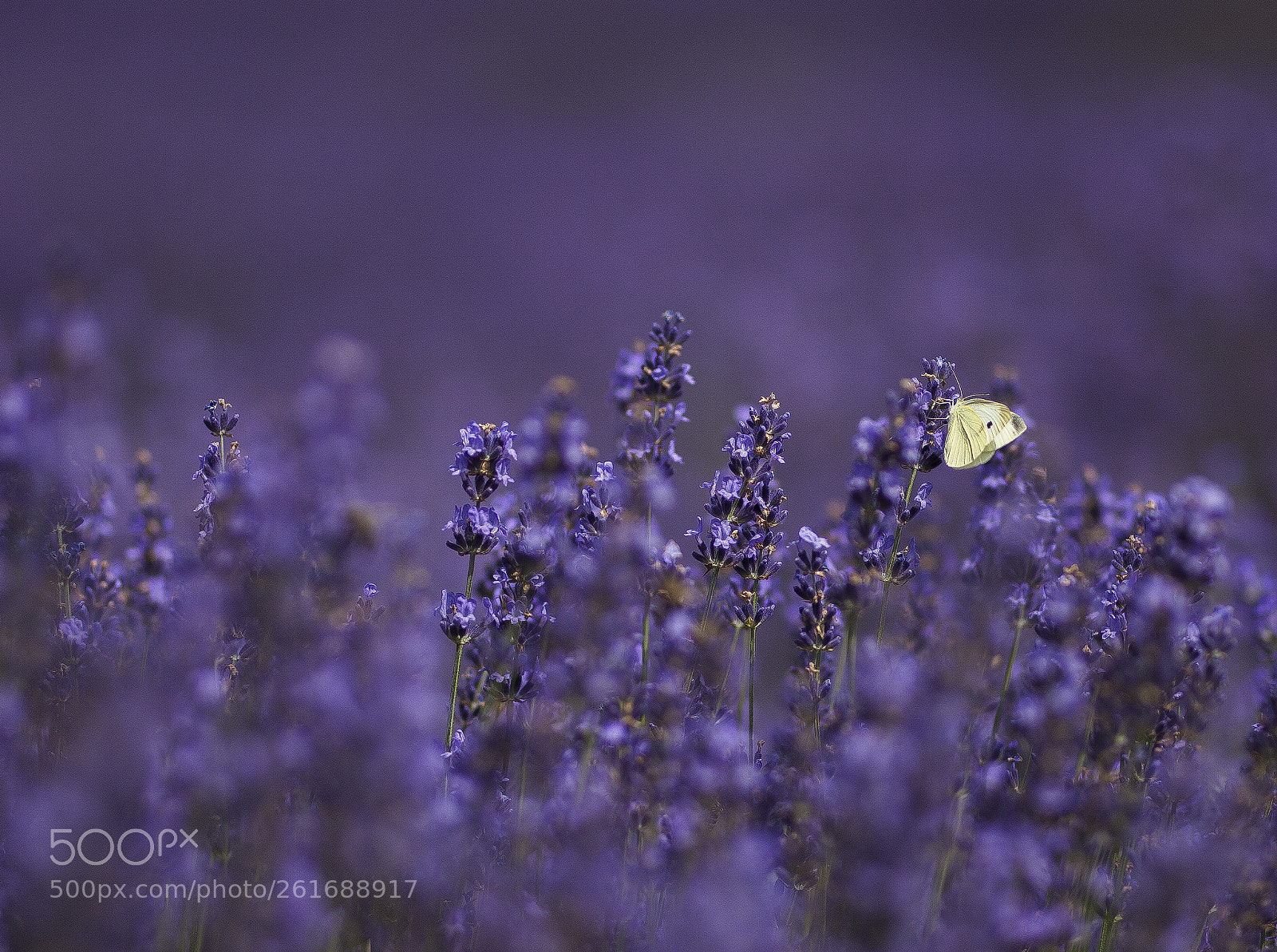 Canon EOS 5D Mark II sample photo. Lavandula angustifolia photography