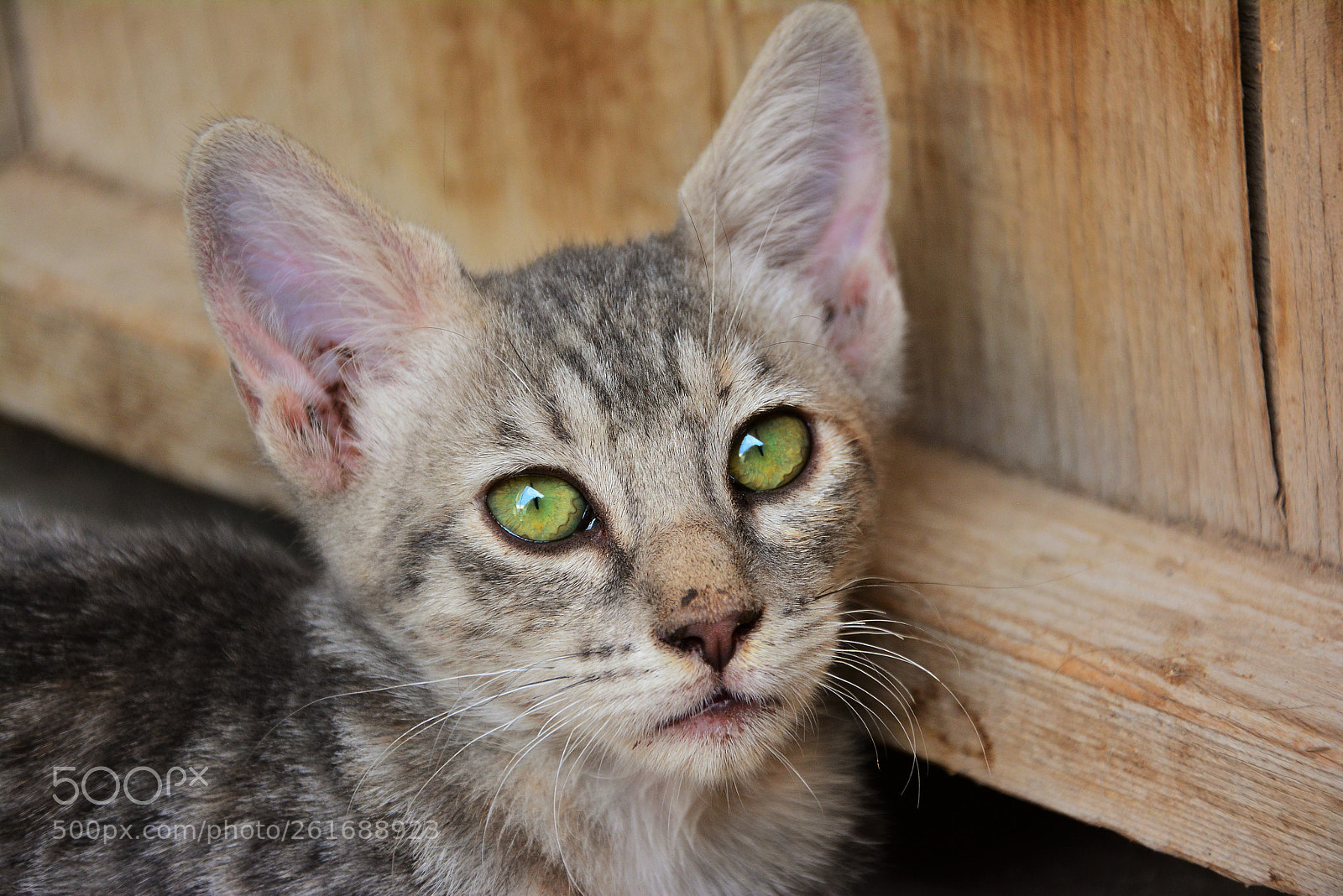 Nikon D7100 sample photo. Gotita- photography