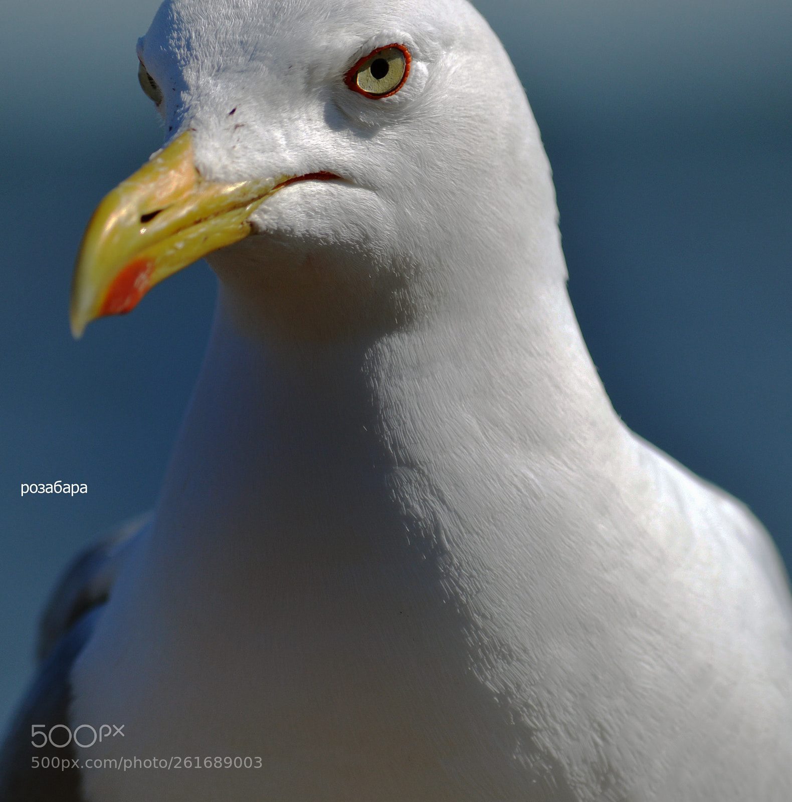 Nikon D3200 sample photo. мои глаза такие чистые на вид.. photography
