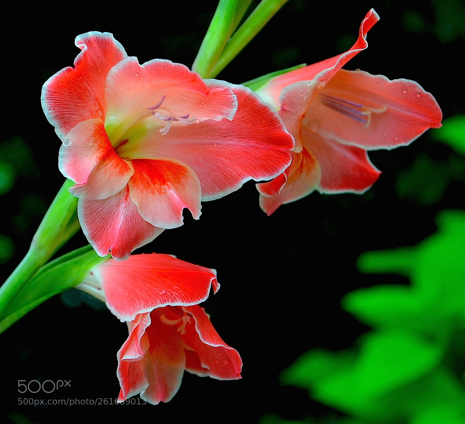 Nikon D5100 sample photo. Untitled photography