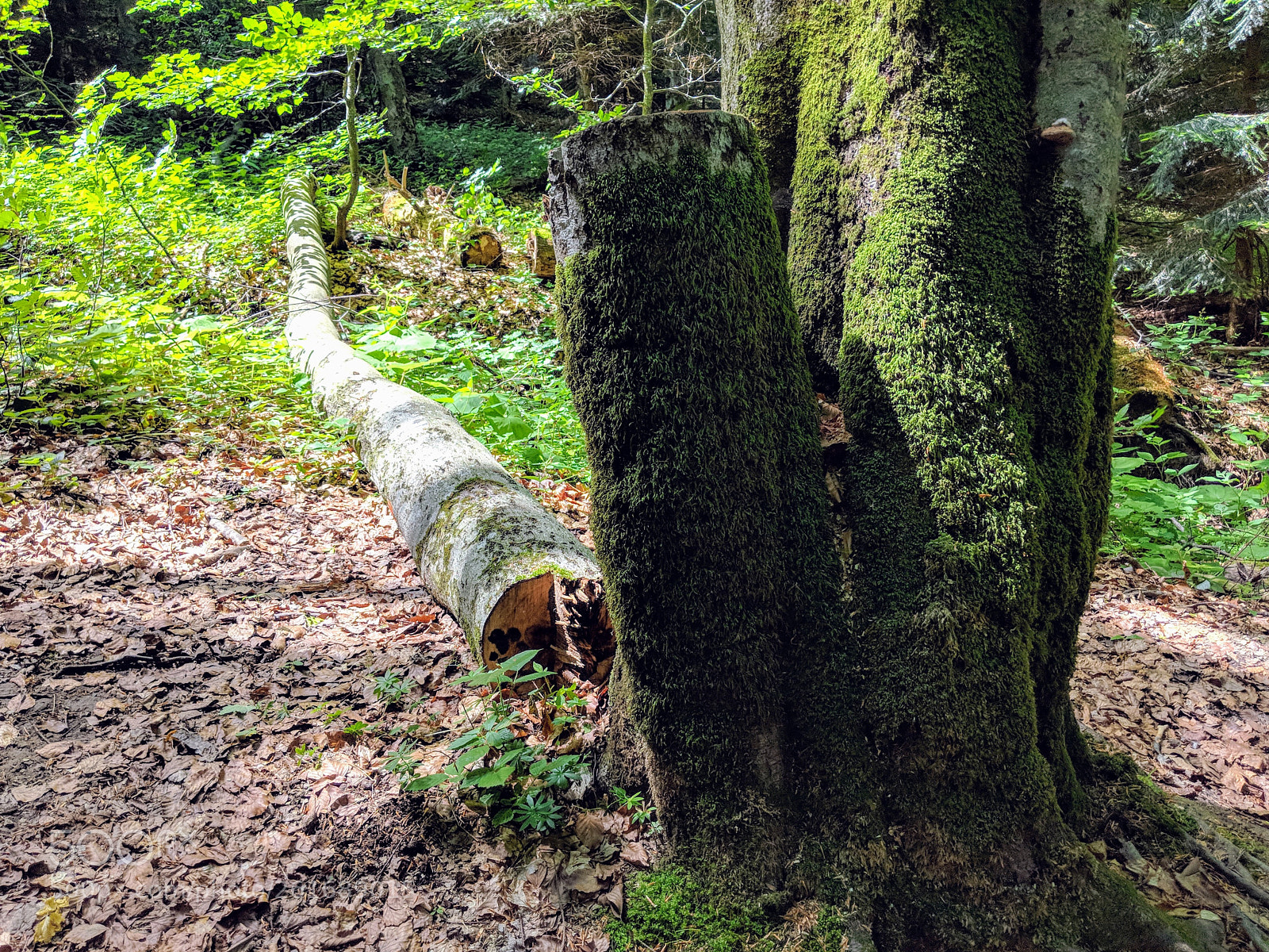 Google Pixel 2 XL sample photo. Untitled photography