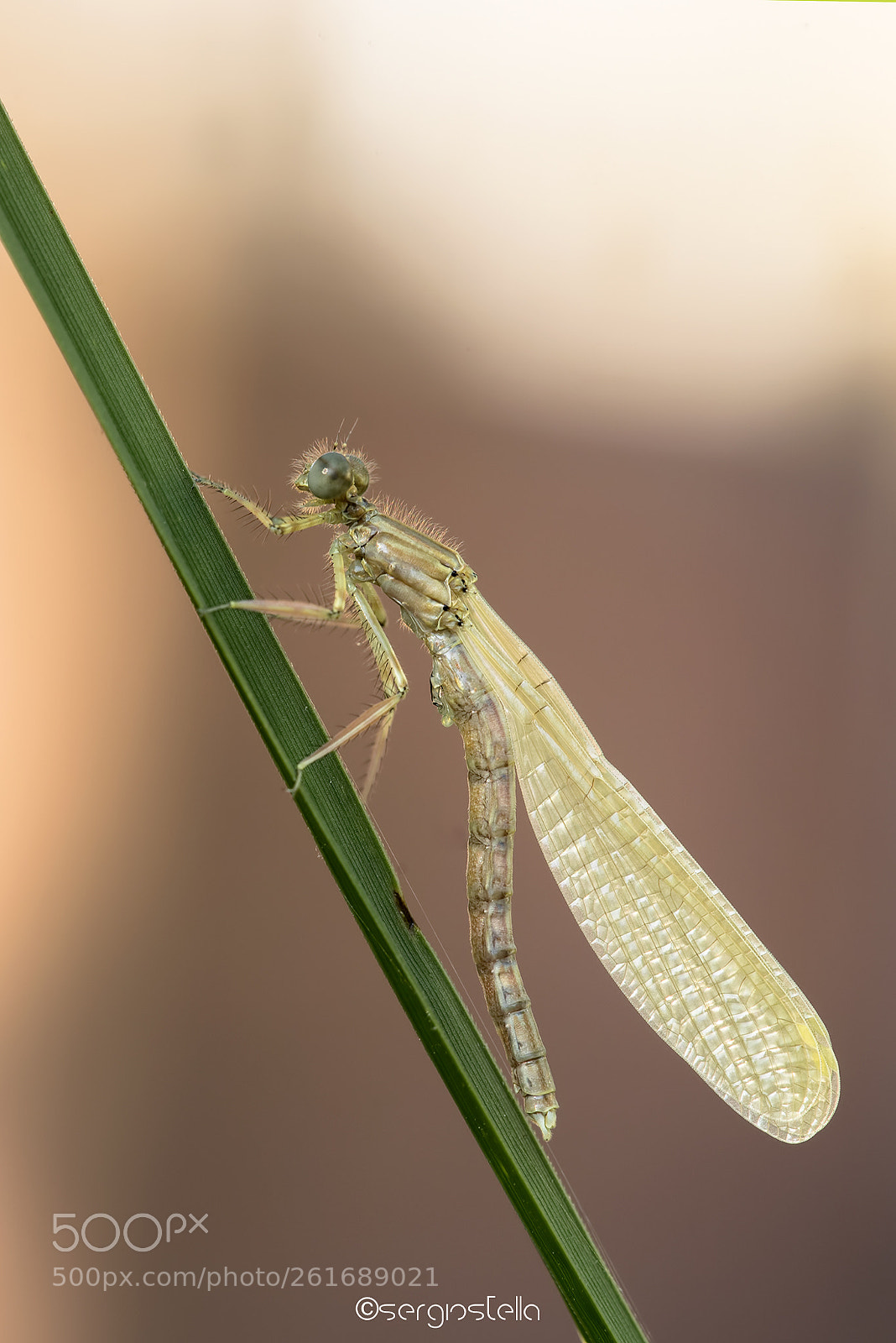 Nikon D610 sample photo. Platycnemis pennipes____ photography
