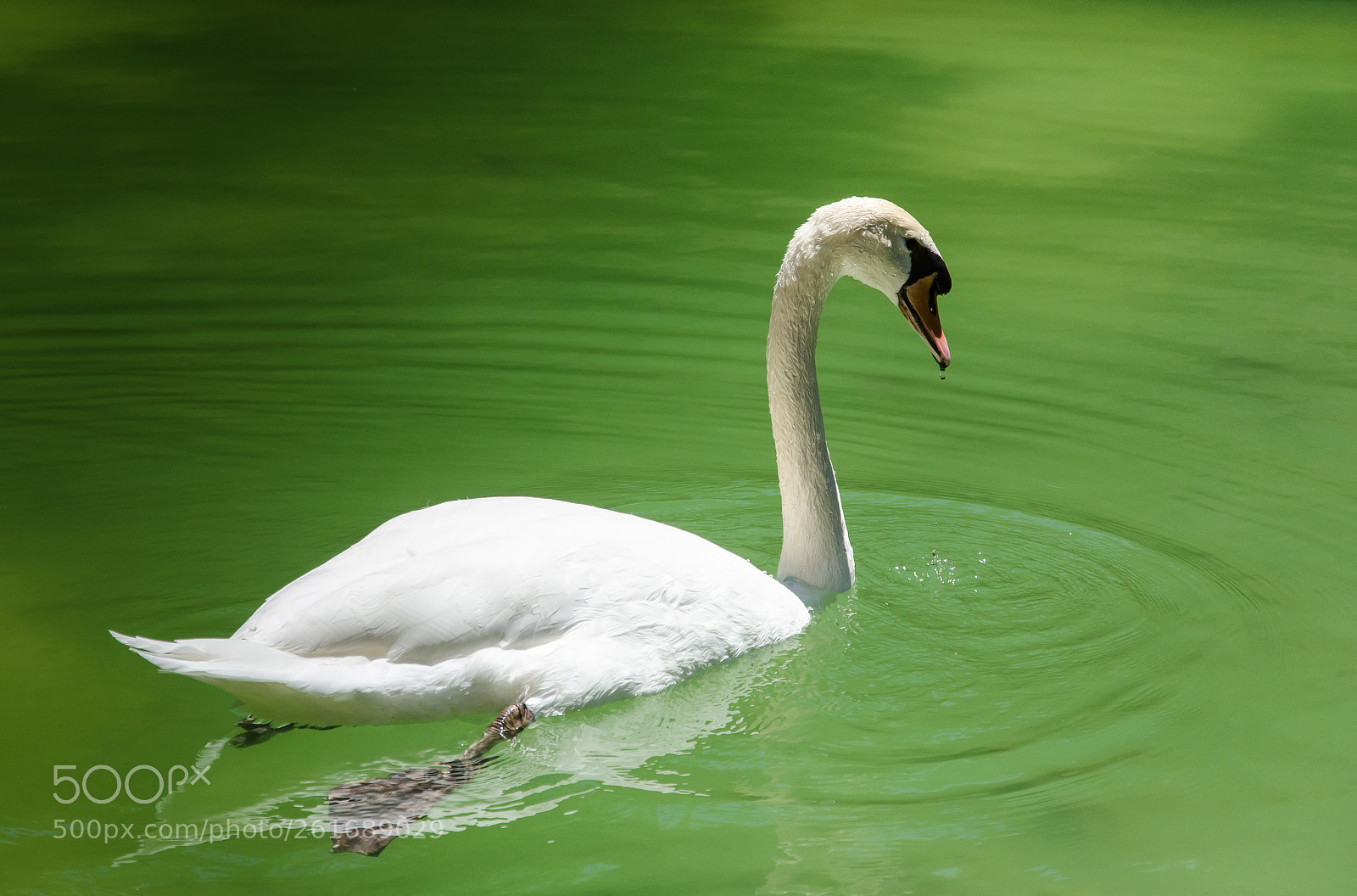 Nikon D7000 sample photo. Swan swims into the photography