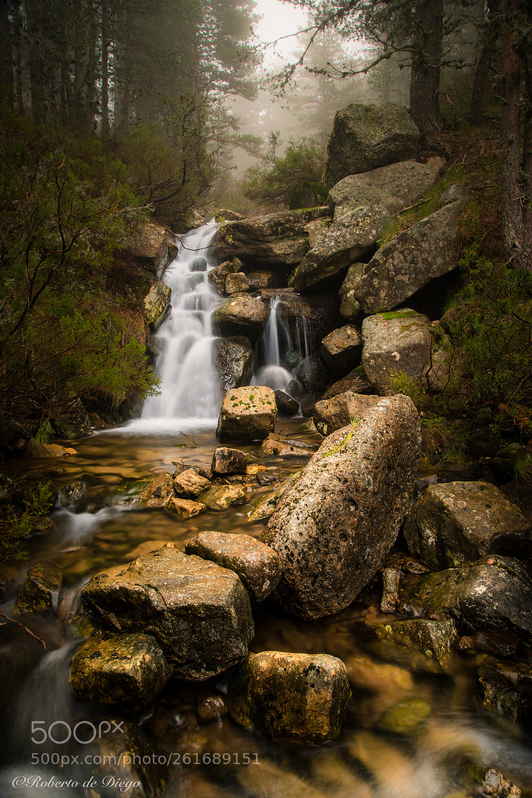 Nikon D750 sample photo. Rincón del bosque. photography
