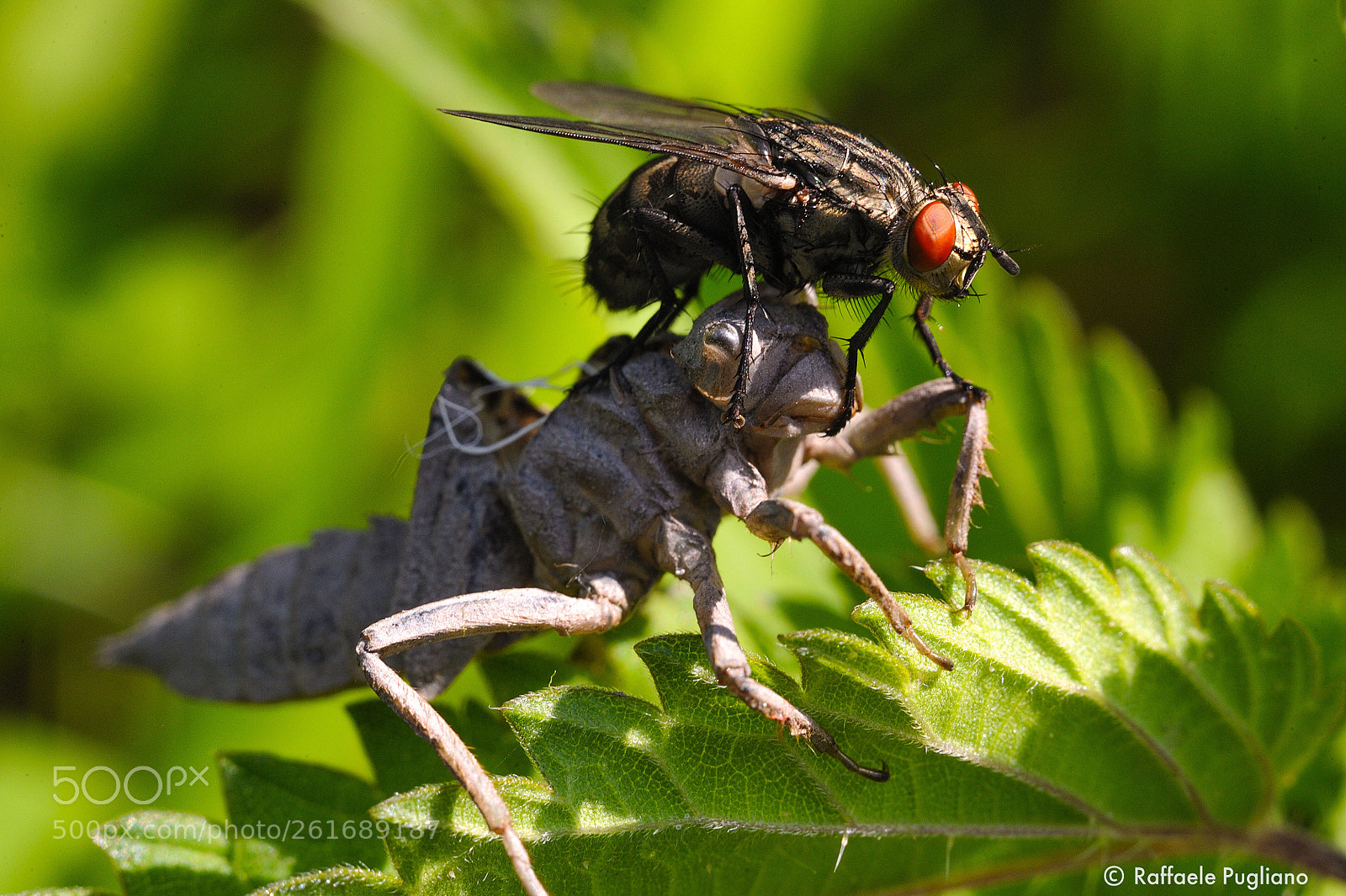 Nikon D3 sample photo. Dragonfly nymph exoskeleton  photography