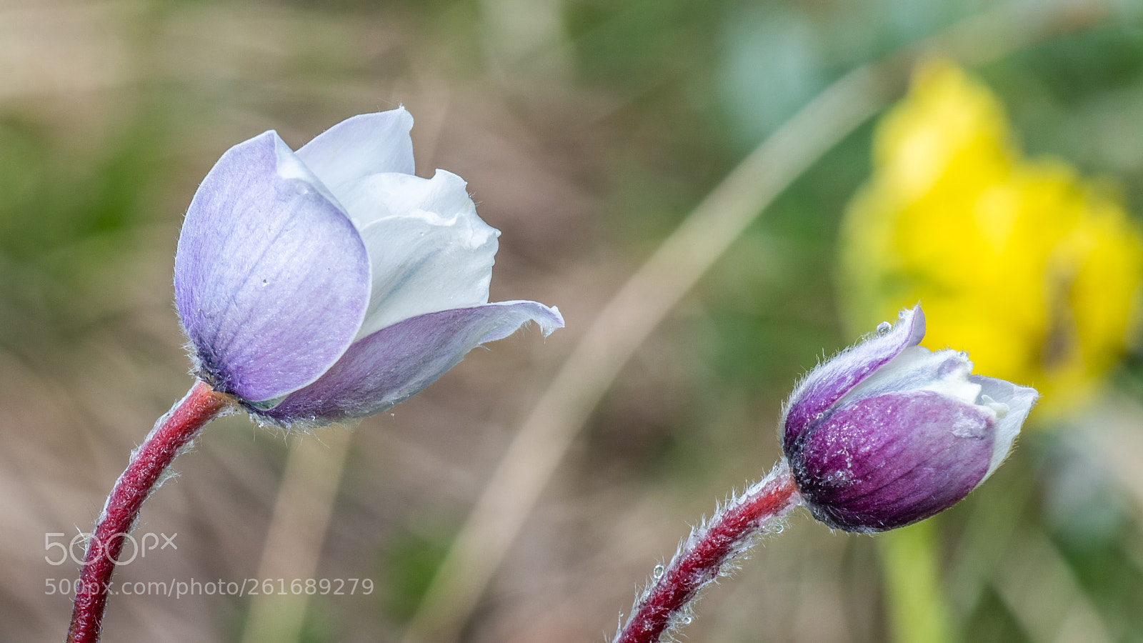 Nikon D850 sample photo. Pair of pulsatilla alpina photography