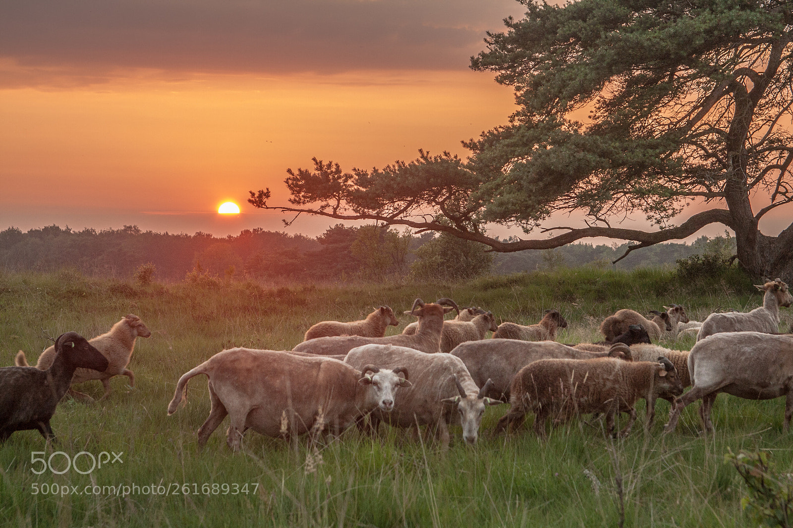 Canon EOS 40D sample photo. Sheep finding their shelter photography