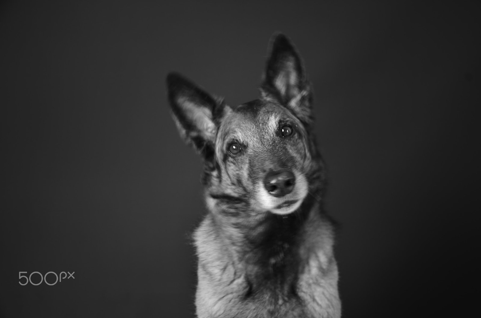 Nikon D5100 sample photo. Waiting for a cookie photography