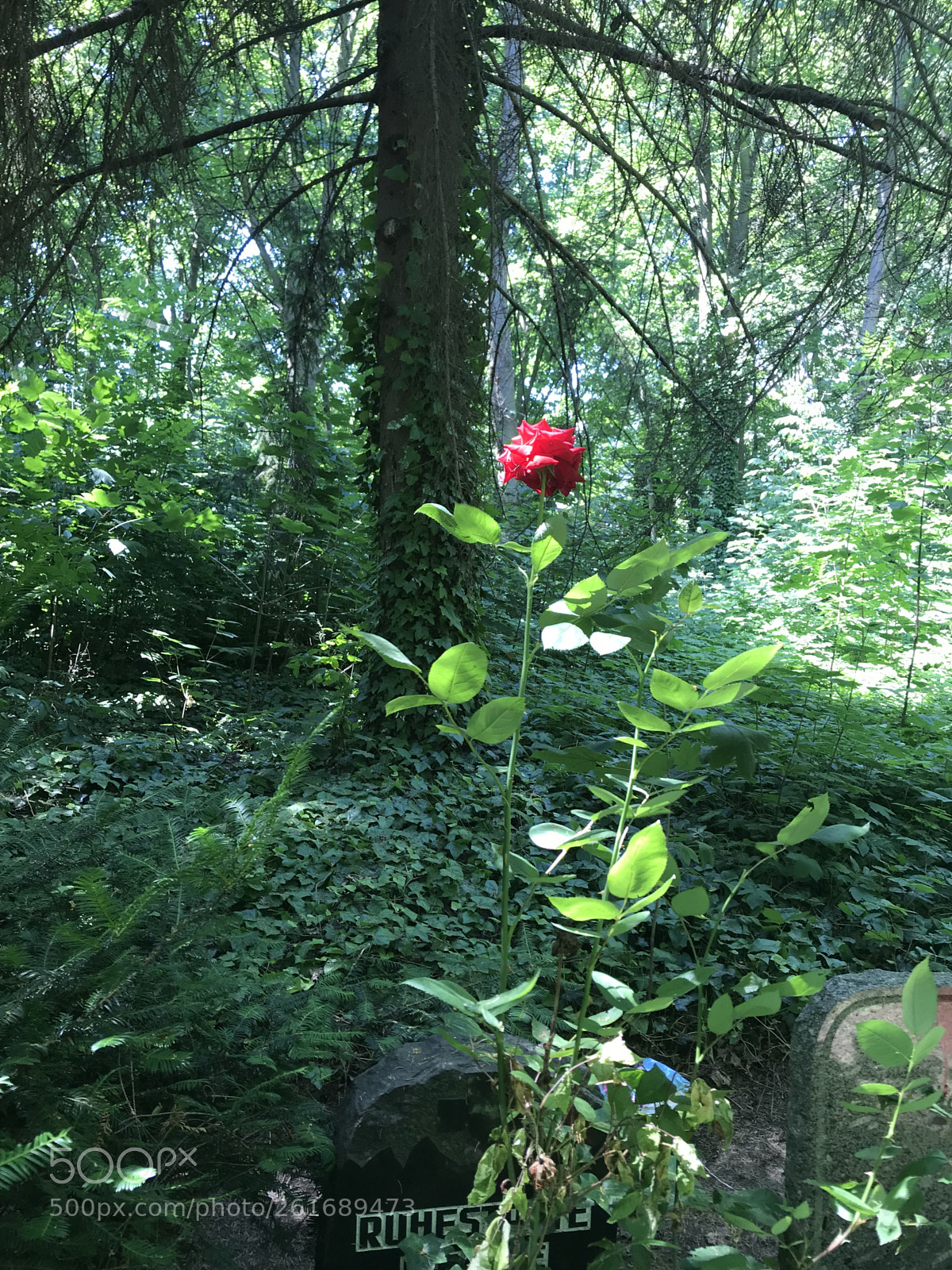Apple iPhone 7 sample photo. Cemetry berlin photography