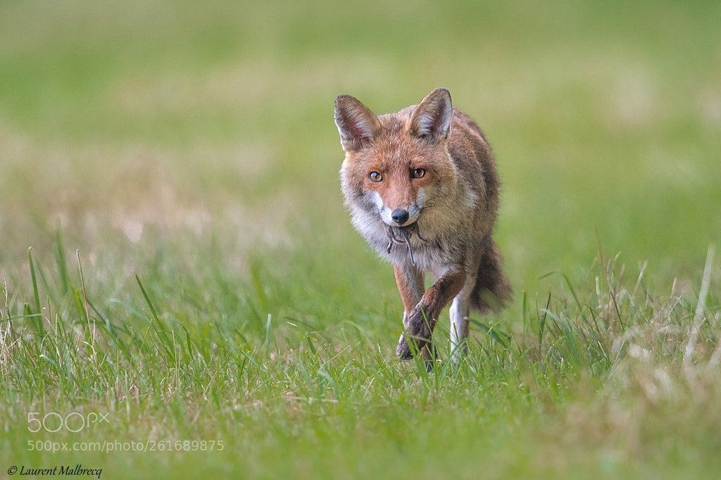 Nikon D500 sample photo. Renard photography