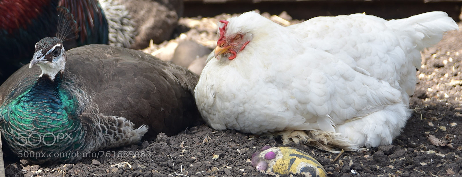 Sigma 17-50mm F2.8 EX DC OS HSM sample photo. Sleepy chickens photography