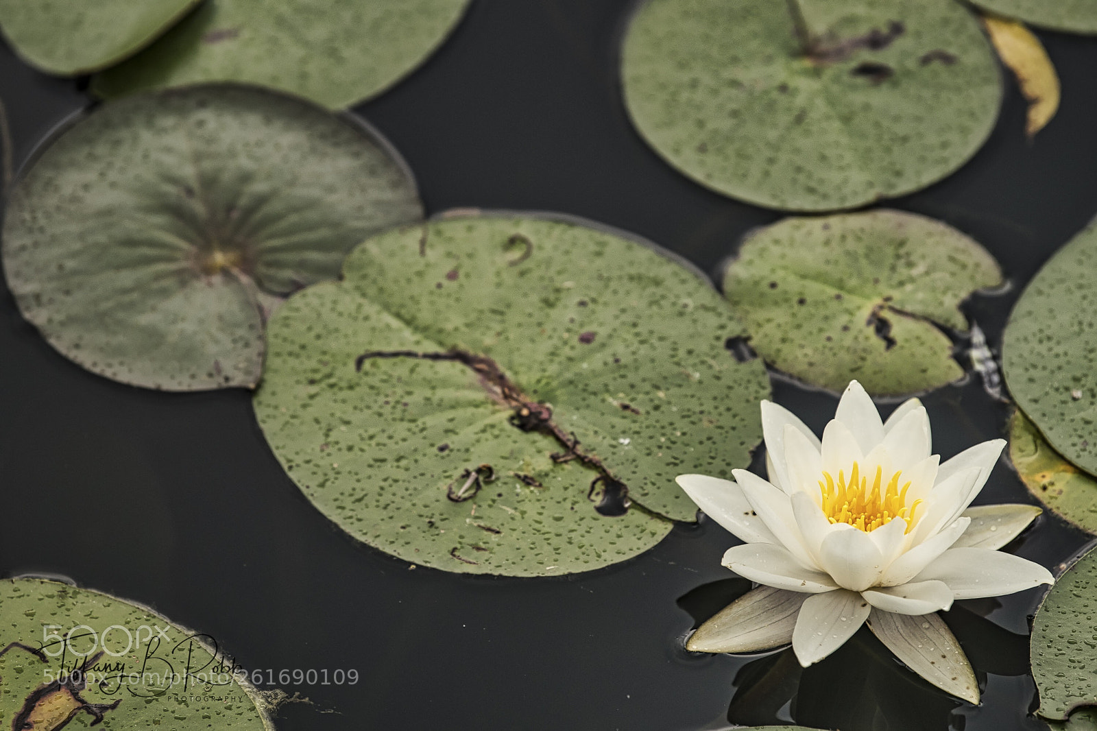 Nikon D750 sample photo. Untitled photography