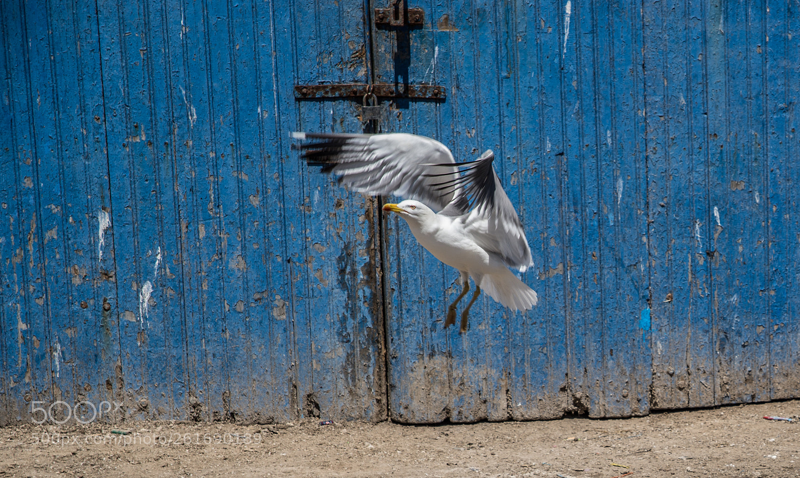 Nikon D610 sample photo. Seagull photography