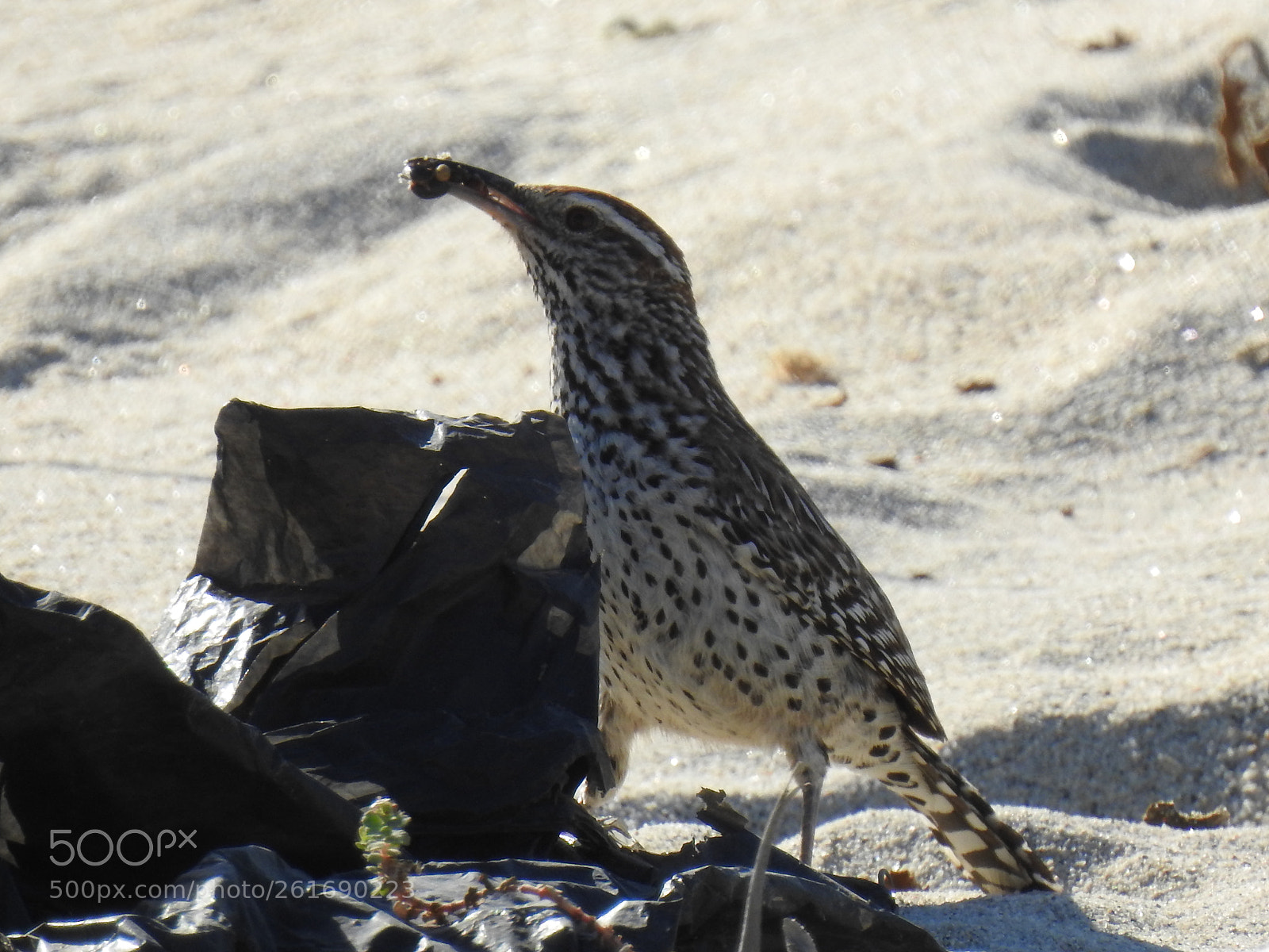 Nikon Coolpix P900 sample photo. Cactus wren photography