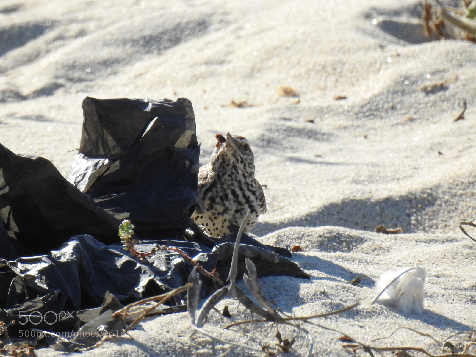 Nikon Coolpix P900 sample photo. Cactus wren photography