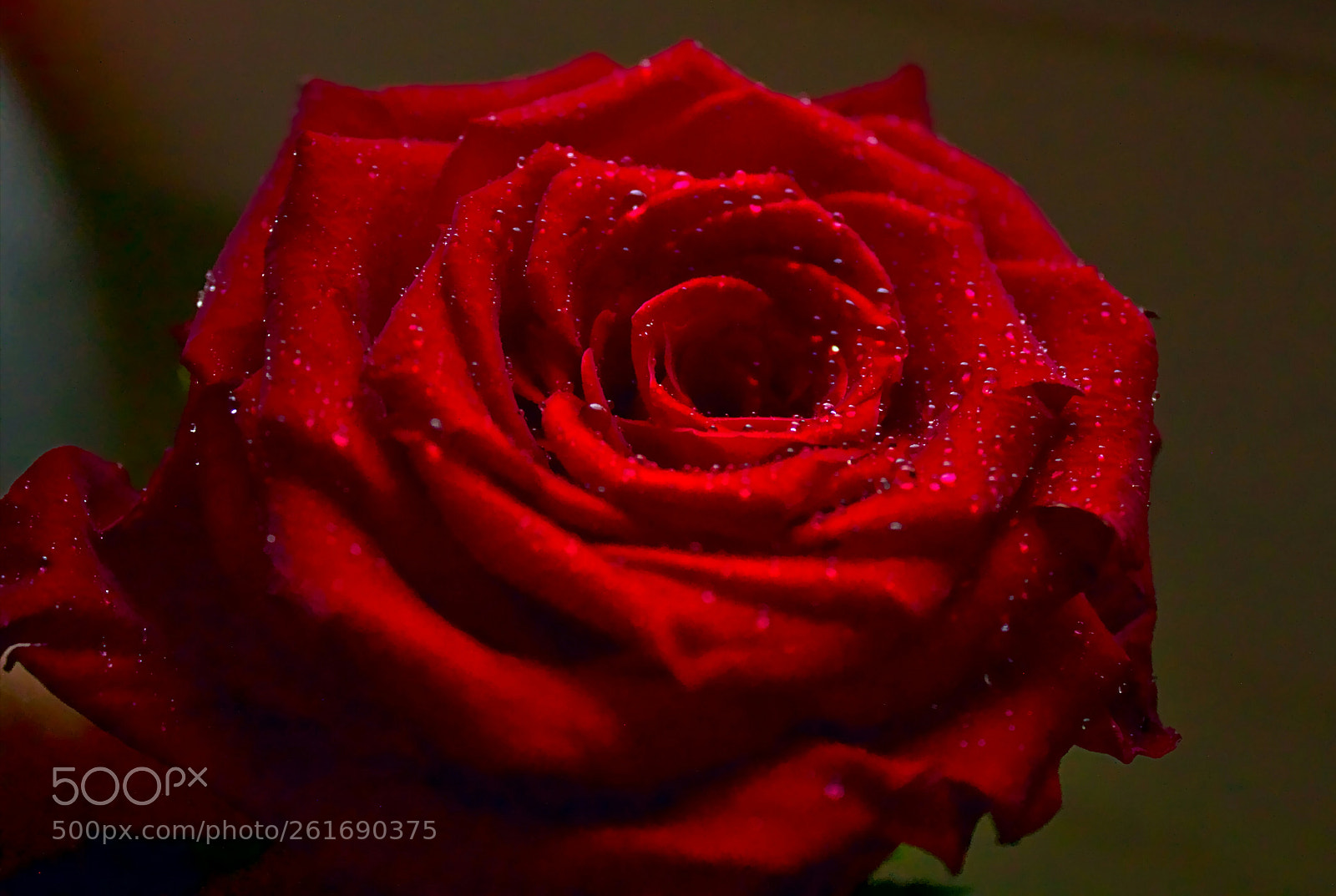 Canon EOS 1100D (EOS Rebel T3 / EOS Kiss X50) sample photo. Rose photography